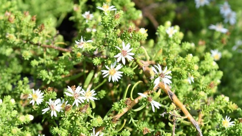 White flowers of white heath aster 'Snow Flurry'