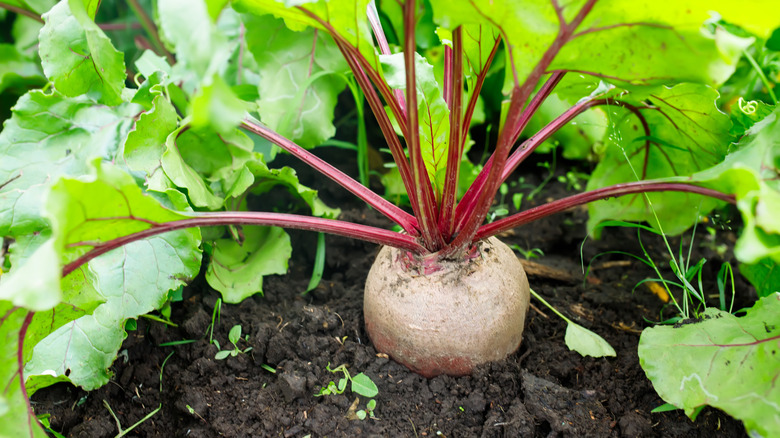 Beets growing in soil