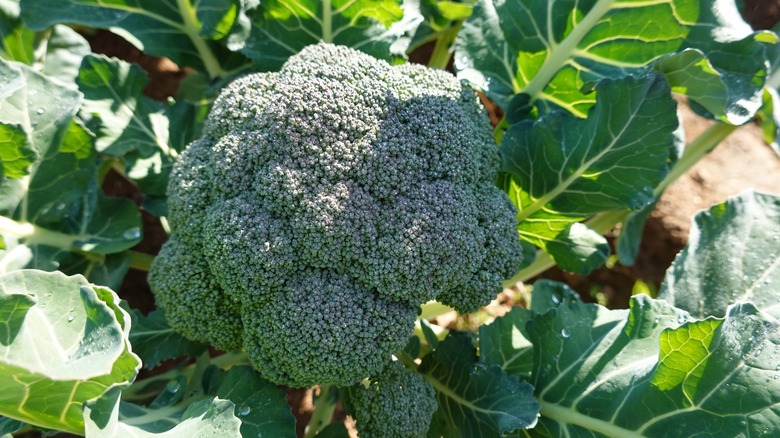 Broccoli growing in a garden