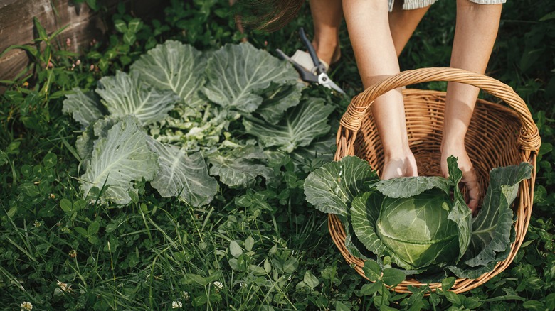 Cabbage in a home garden