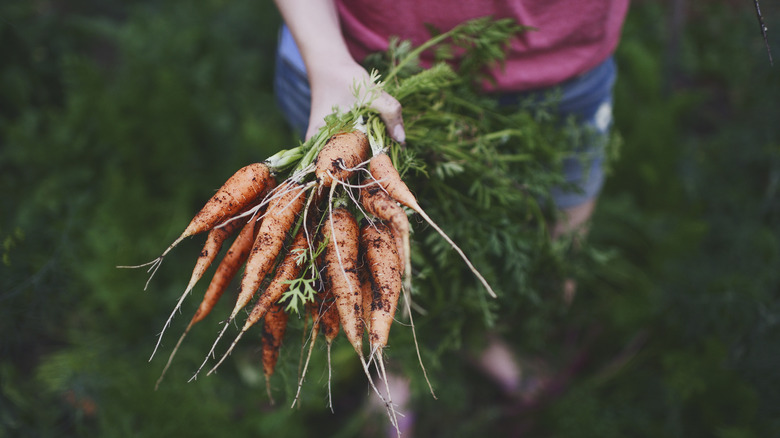 Person holding freshly harvested carrots