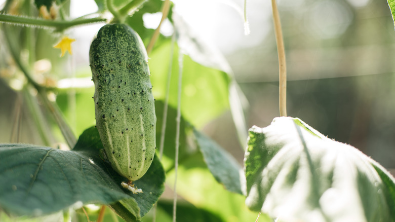 Cucumber growing on a vine