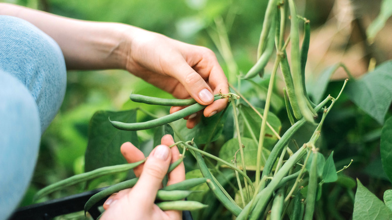 Gardener holding beans 