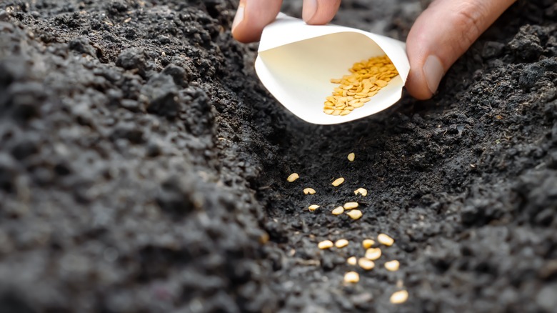 Someone laying out vegetable seeds