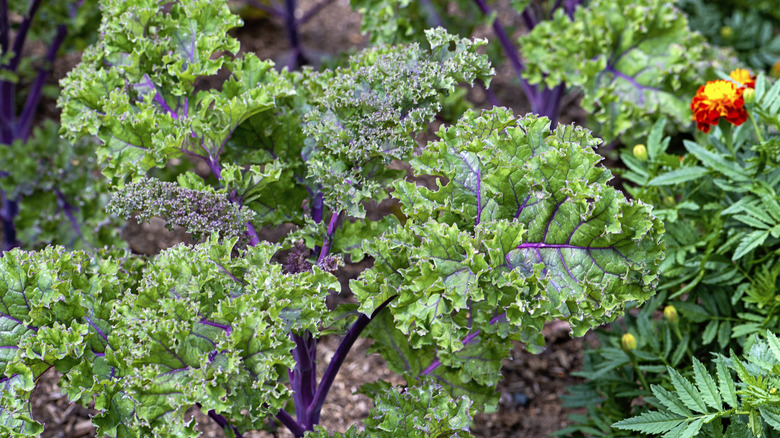 Kale growing in a garden