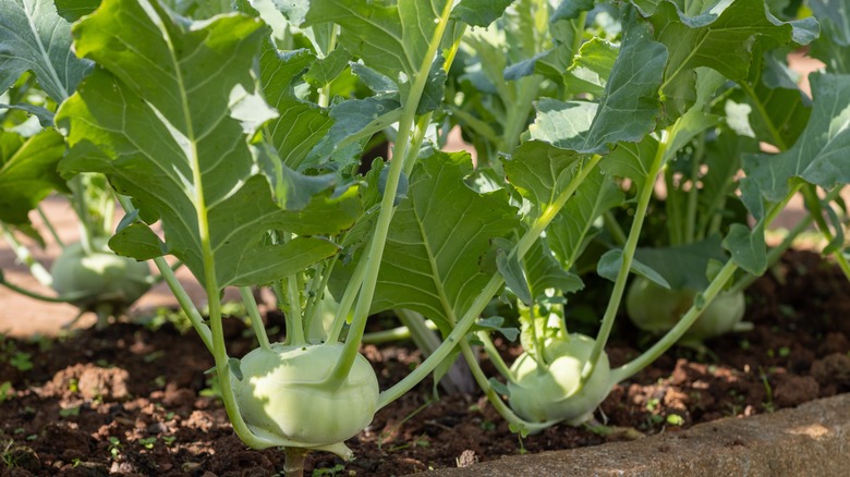 Green kohlrabi in the garden