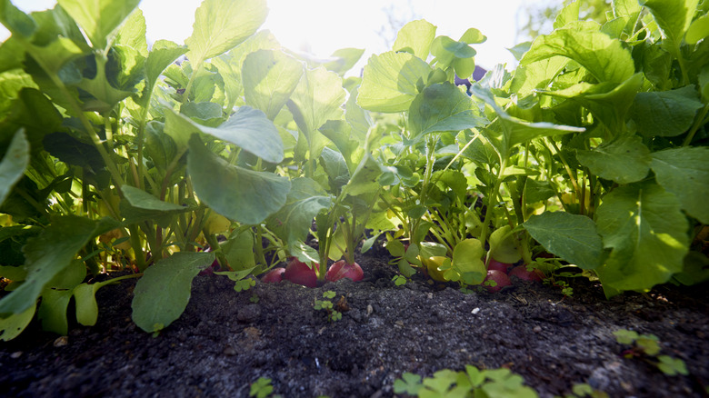 Radishes growing in a garden