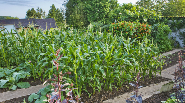 Corn in a home garden