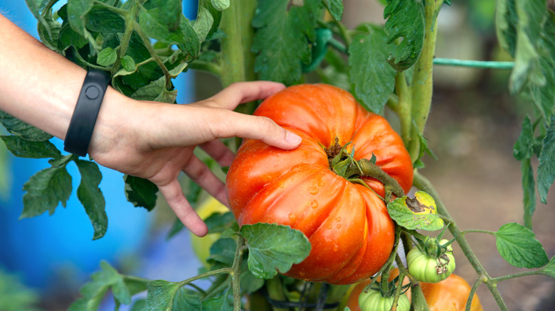 Reaching for a tomato fruit