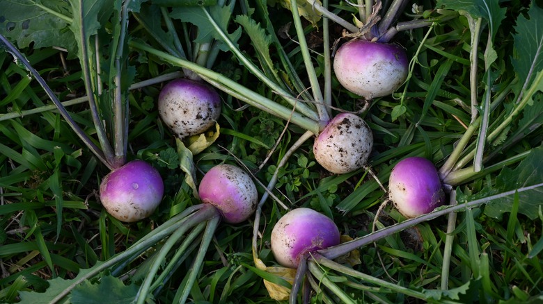 Turnips in a garden