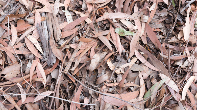 Eucalyptus leaf mulch