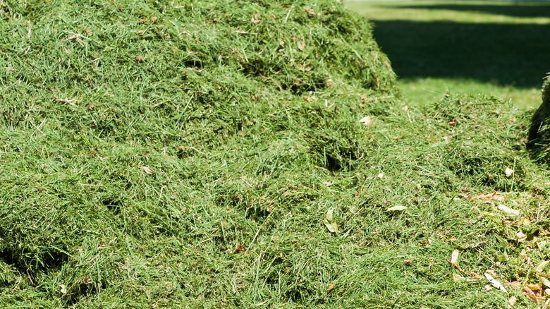 Mound of grass clippings