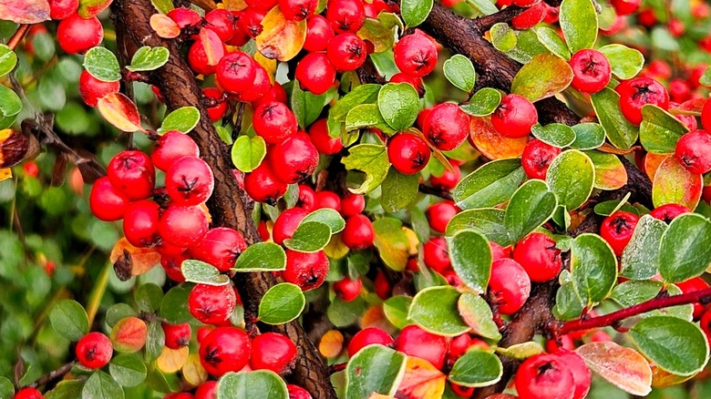 Bearberry cotoneaster