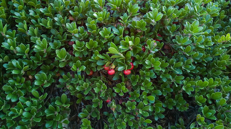 Bearberry leaves and berries