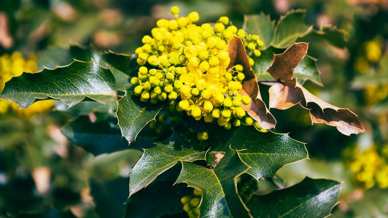 Creeping mahonia