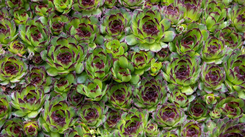 Common houseleek