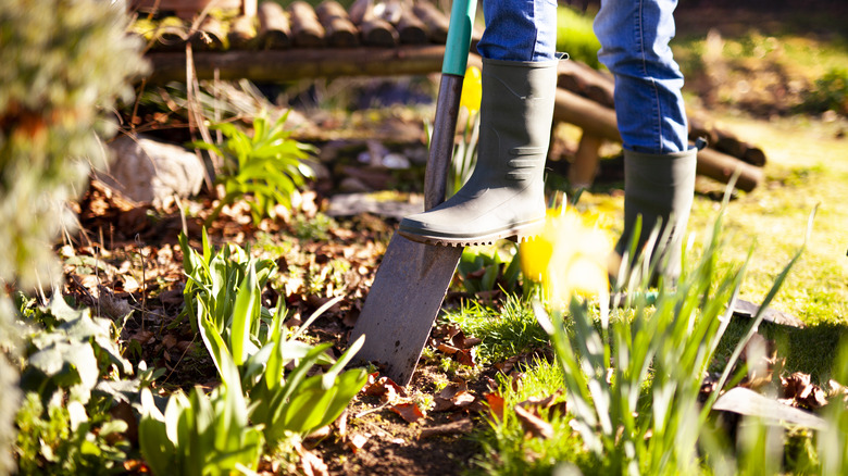 Person planting ground cover