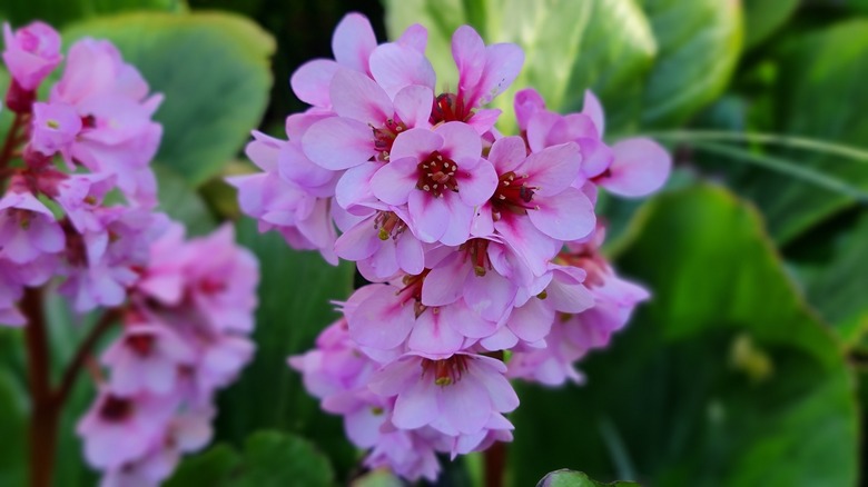 Pigsqueak flowers