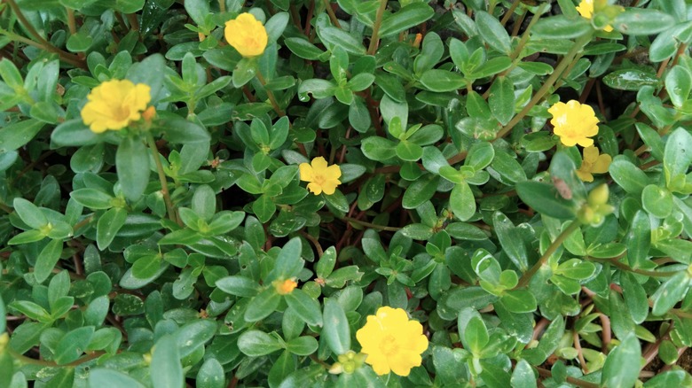 Sunrose's yellow flowers