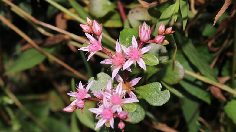 Woodland stonecrop