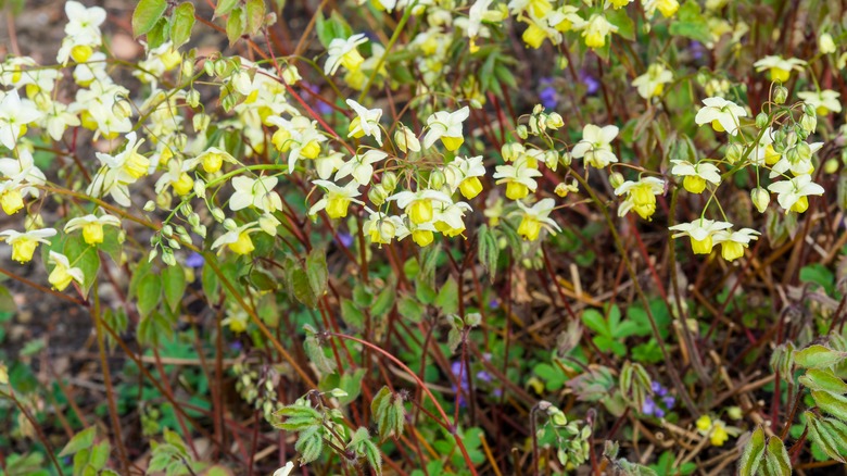 Yellow epimedium