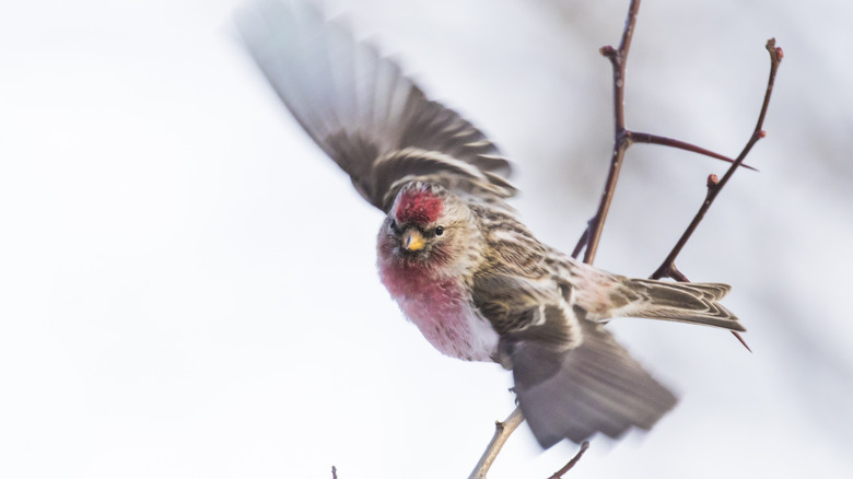 Common Redpoll in flight