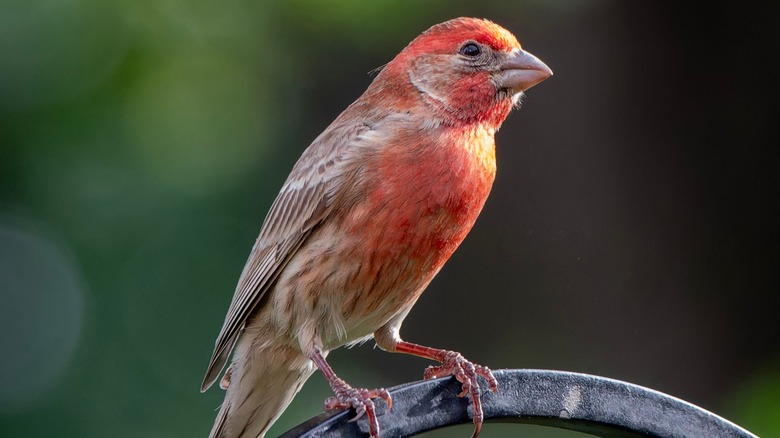 red house finch on perch