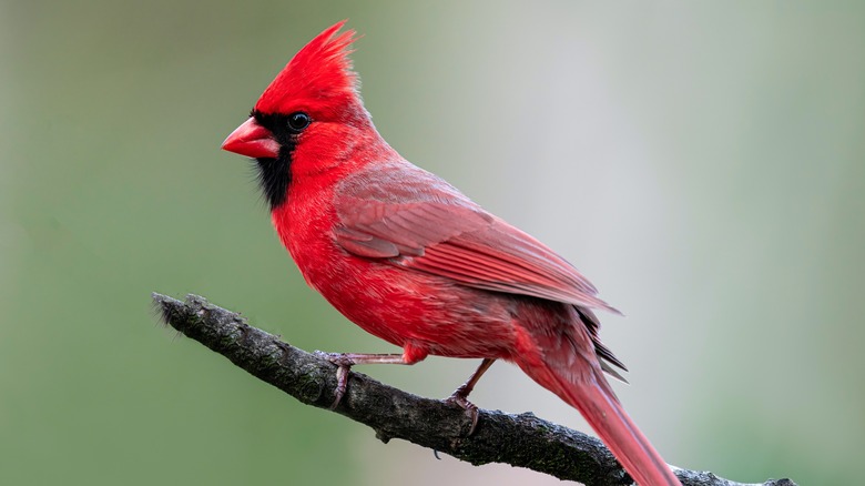 cardinal on perch