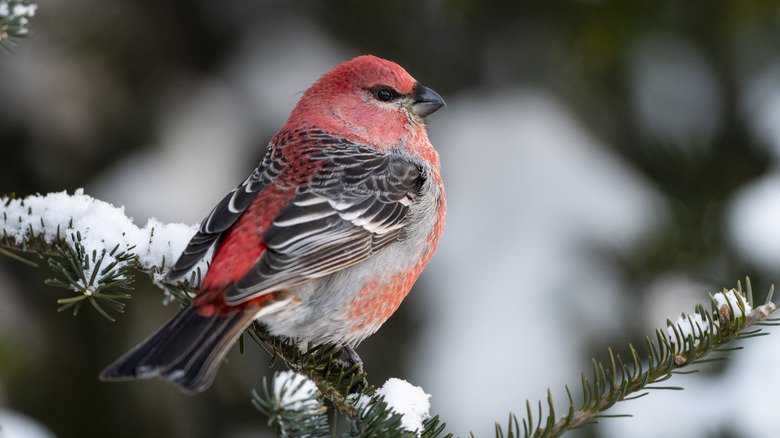 pine grosbeak on branch