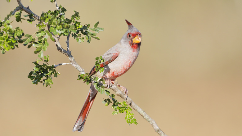 Pyrrhuloxia on perch