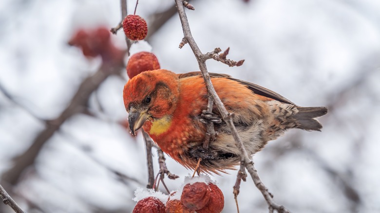 red crossbill on perch 