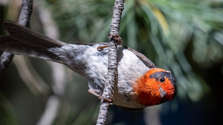 Red-Faced Warbler on perch