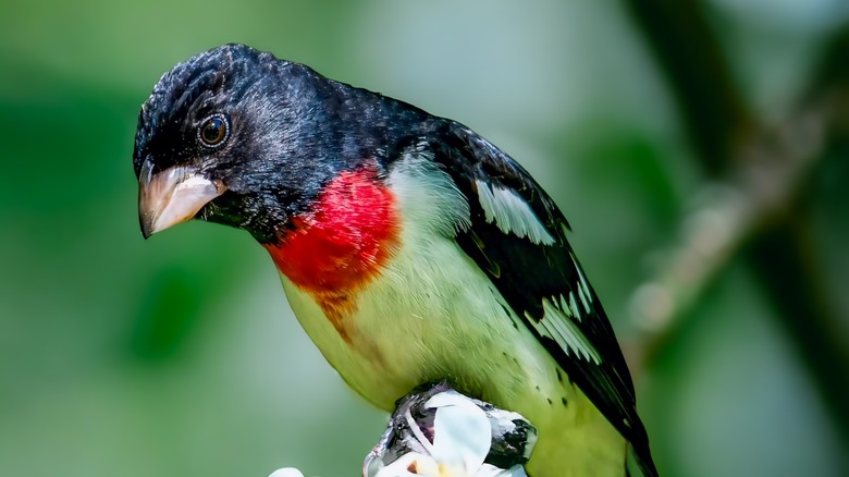 Rose-Breasted Grosbeak