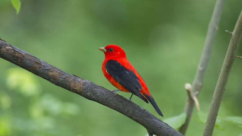 scarlet tanager on branch