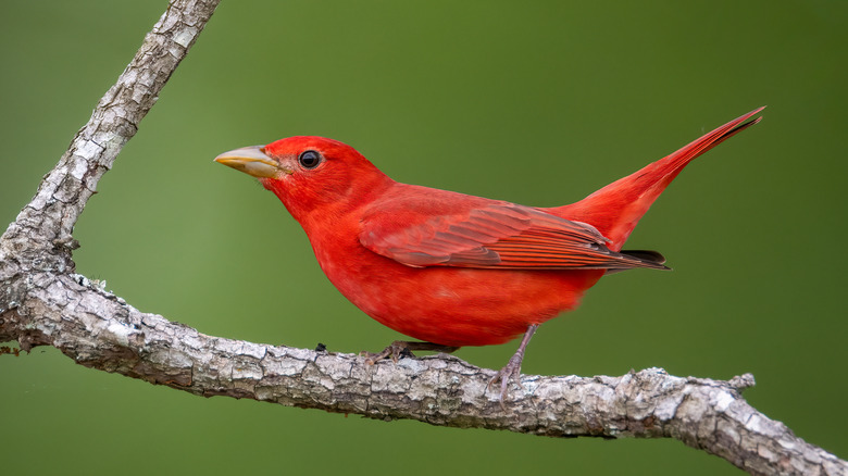 summer tanager on branch