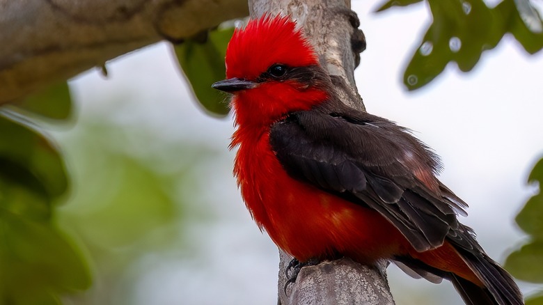 Vermilion Flycatcher