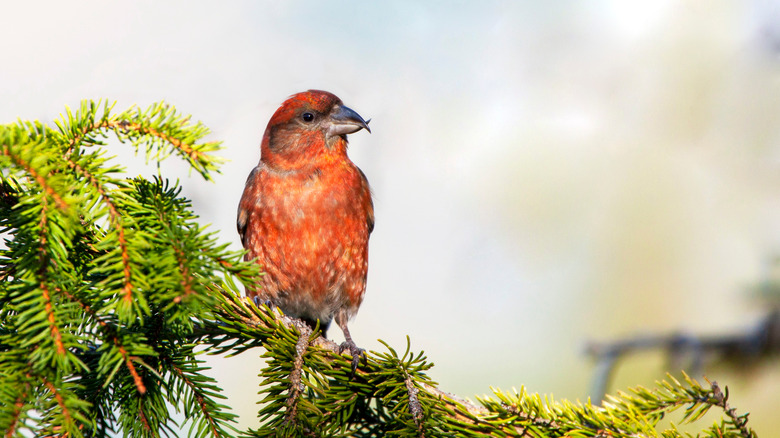 White Winged Crossbill