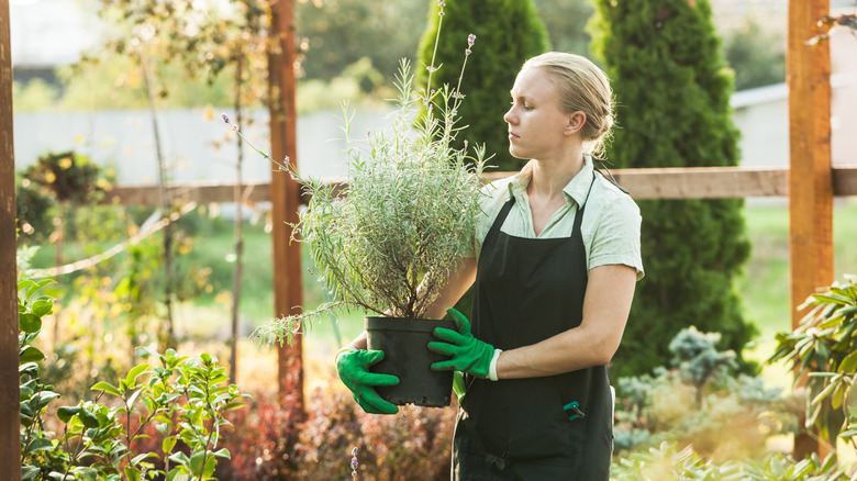 Person examining lavender plant