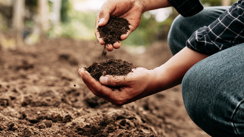 Inspecting soil texture