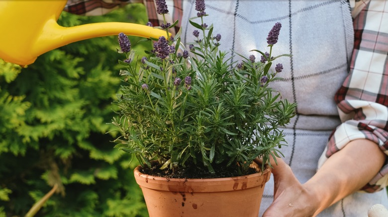 watering lavender plant