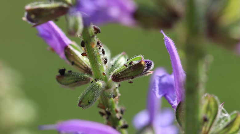 aphids feeding on lavender plant