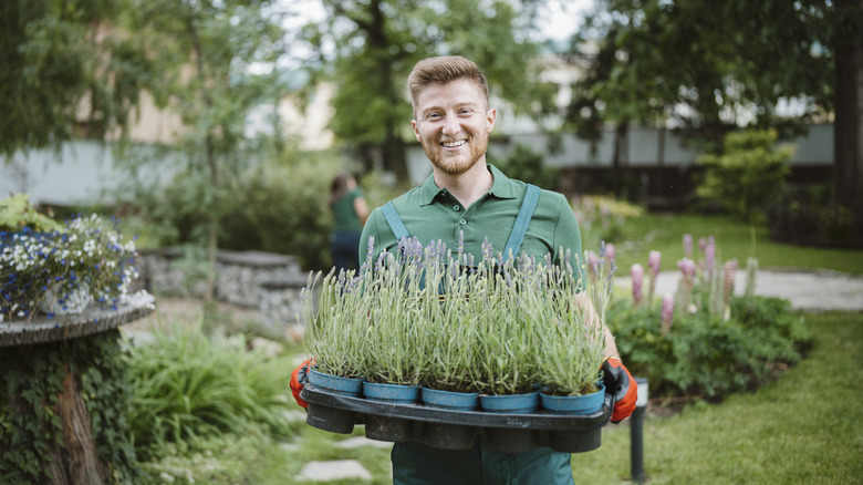 Gardener transplanting lavender