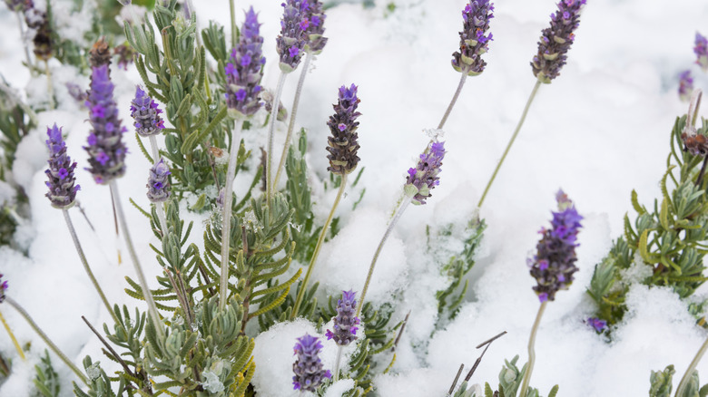 lavender in winter