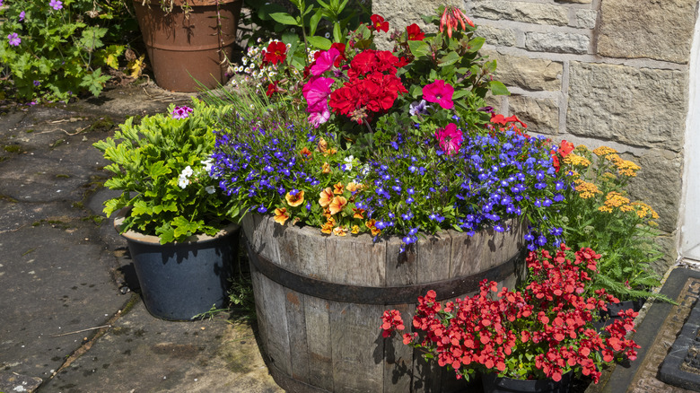 annuals in containers