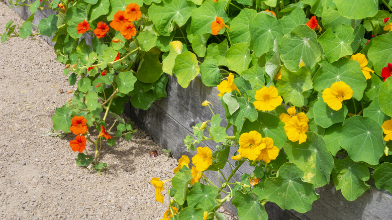 nasturtiums