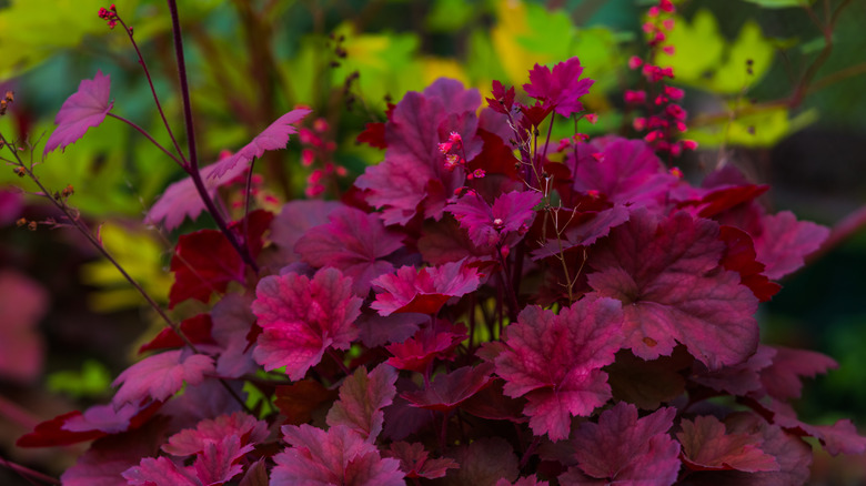 heuchera