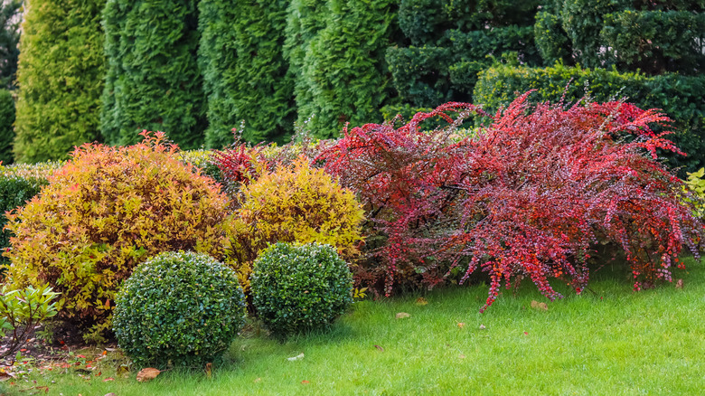 colorful shrubs