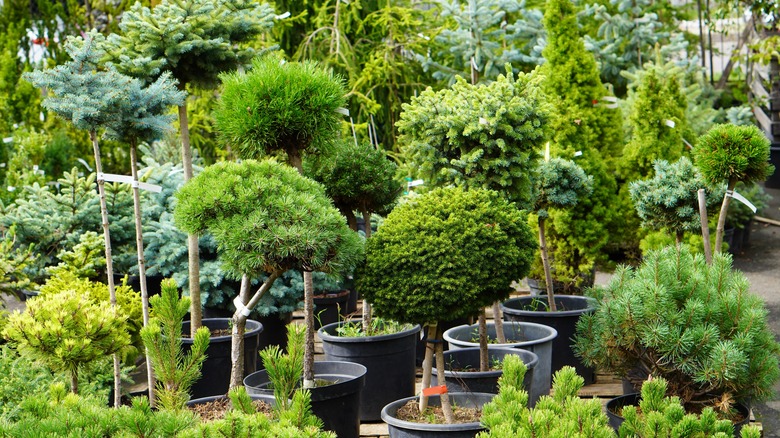 evergreen shrubs in pots