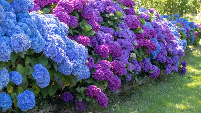 blue and purple hydrangeas