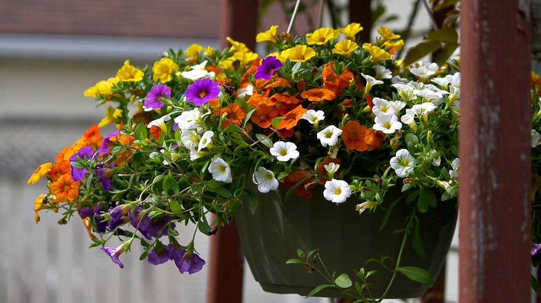 hanging flower basket